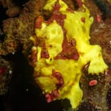 Warty frogfish