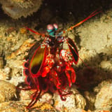 Mantis shrimp, face on
