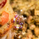 Violet-clawed anemone shrimp