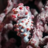 Pygmy seahorse