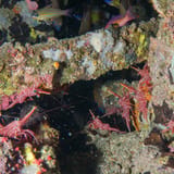Dancing shrimp