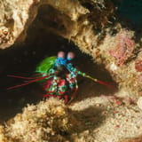 Peacock mantis shrimp at home