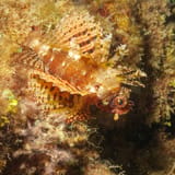 Dwarf lionfish