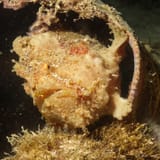 Frogfish in a shell