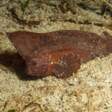 Waspfish