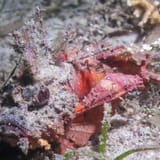 Devilfish, close up