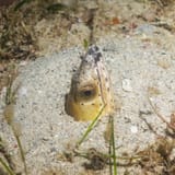 Snake eel