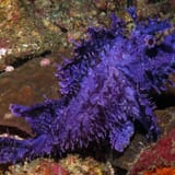 Purple Rhinopias