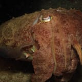 Eye to eye with a cuttlefish