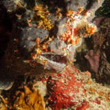 Giant frogfish, mid-yawn