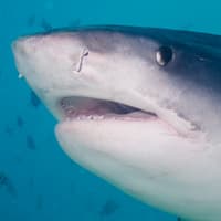 A tiger shark's scarred snout and eye.